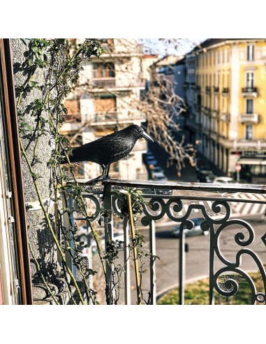 CUERVO SEÑUELO ESPANTAPÁJ. 33X20X12 CM